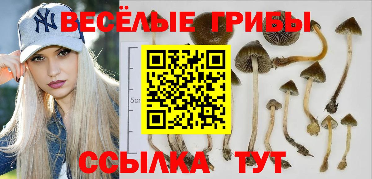 Галлюциногенные грибы GOLDEN TEACHER Славянск-на-Кубани